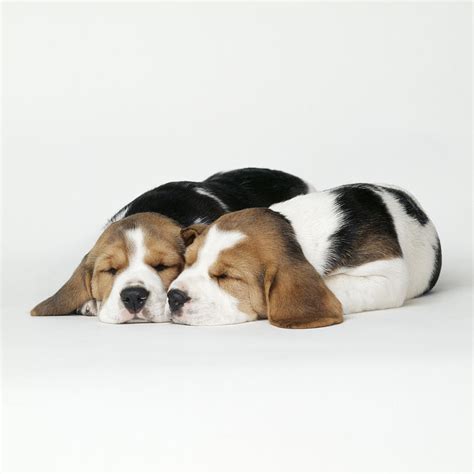 Sleeping Beagle Puppies Photograph By John Daniels Fine Art America