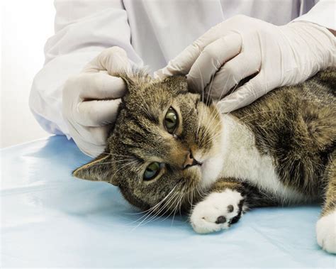 Cat Skin Problems Every Cat Owner Should Know Uk Pets