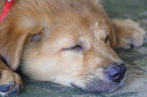 Cucciolo Di Cane Adorabile Di Brown Del Fronte Di Sonno Del Primo Piano