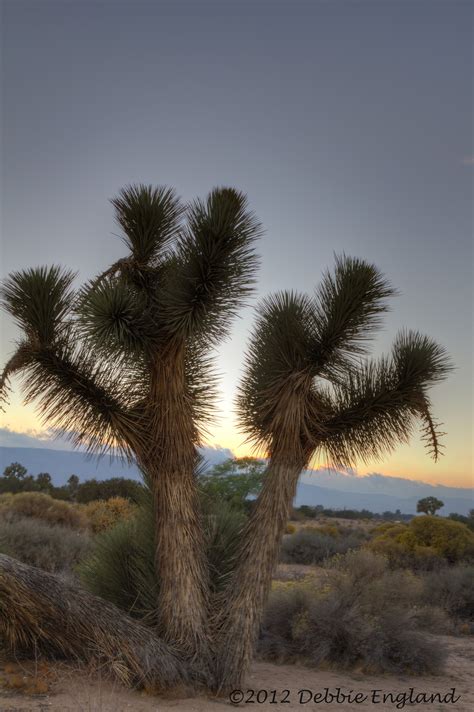 Joshua Tree Mojave Desert High Desert Naturaleza Desertico