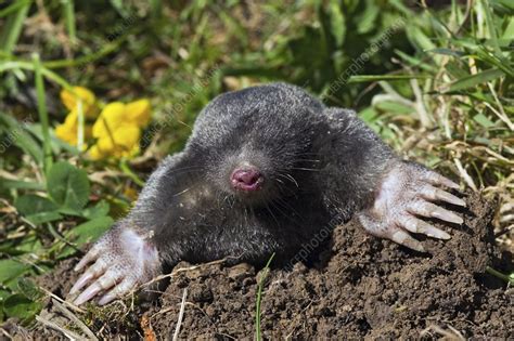 European Mole Emerging From Its Burrow Stock Image C0097361
