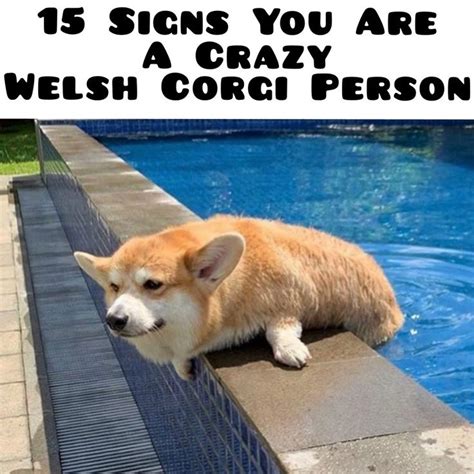 15 Signs You Are A Crazy Welsh Corgi Person Corgi Corgi Temperament