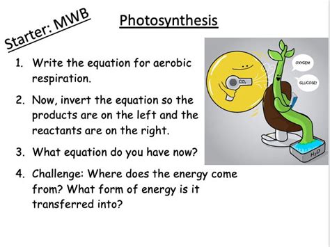 B Photosynthesis Gcse Biology Leaf Structure And Adaptations Teaching Resources
