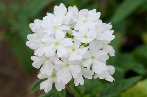 Verbena Everything You Need To Know About Planting And Care 2024