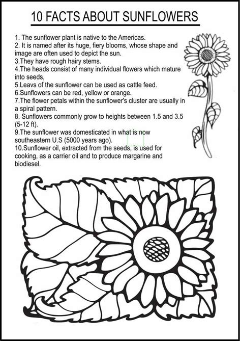 Facts About Sunflowers Sunflower Teacher Design Facts