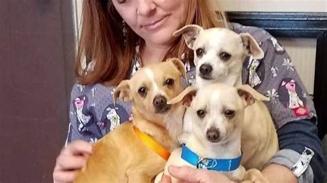 See more of bay area pet adoptions/spca on facebook. Chihuahuas in Solano County need forever homes - ABC7 San ...
