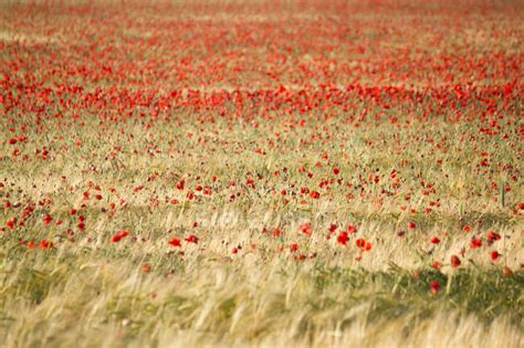 Beautiful Red Poppy Field — Natural Blossom Stock Photo 163773504
