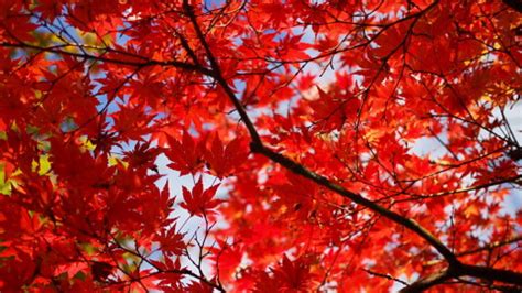Maine Fall Foliage Interactive Map Shows When Fall