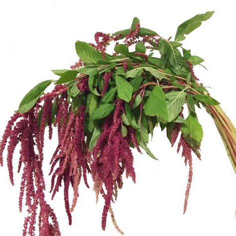 Red Hanging Amaranthus