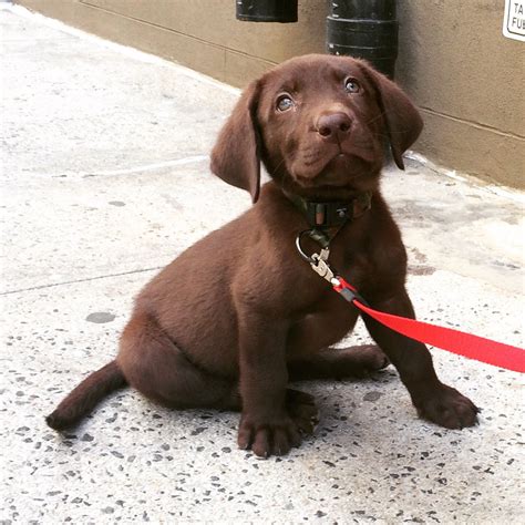 Pictures Of 8 Week Old Lab Puppies Puppy And Pets