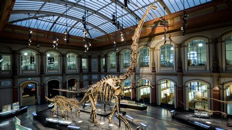 Countries Demand Their Fossils Back Forcing Natural History Museums To