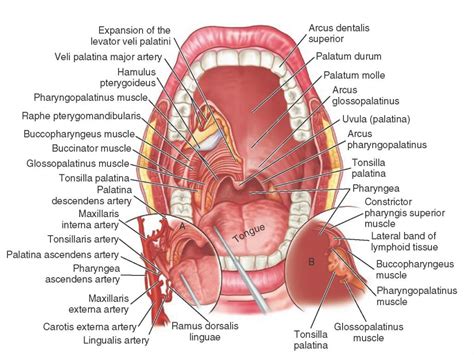 Inside Mouth Anatomy Diagram Of Inside Mouth Human Anatomy Diagram Dental Assistant Study