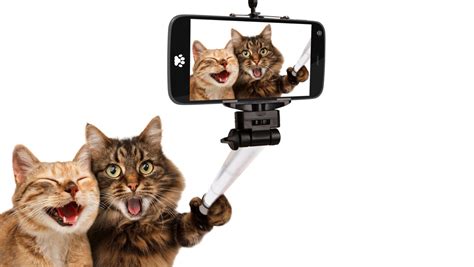 Wallpaper Cat Selfies Open Mouth Awkward Kittens Pose Resolution