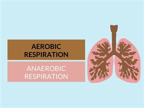 Difference Between Aerobic And Anaerobic Respiration
