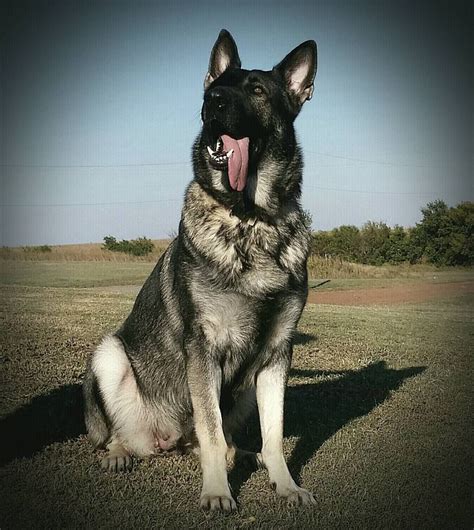 They might not be that popular as. Silver Sable German Shepherd | Large german shepherd, Sable german shepherd, German shepherd colors