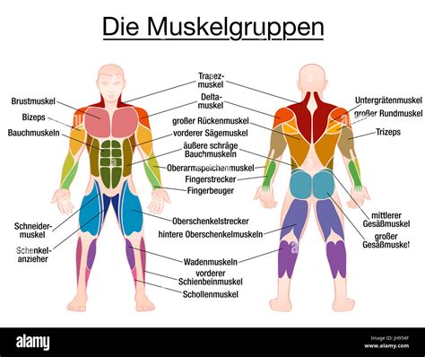 muskel chart deutsche beschriftung die wichtigsten muskeln des menschlichen körpers