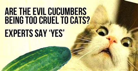 Try Not To Laugh Cats Scared Of Cucumbers