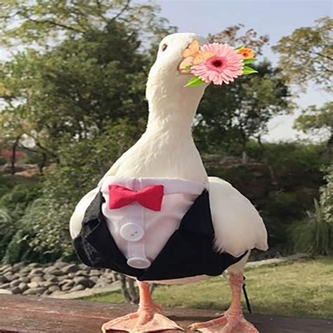 Pet Duck Clothescole Duck Clothesduck Clothespet Cole Duck Etsy