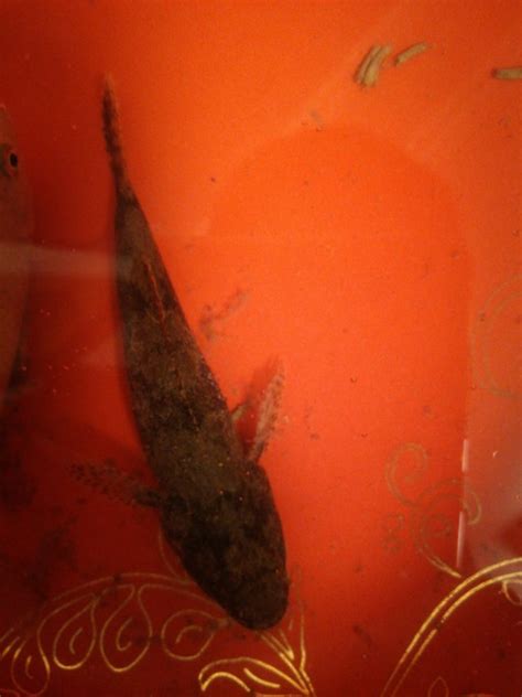 用户照片 Odontobutis Obscurus 沙塘鳢 喵潜ai鱼类辨识 Fish Id 你的在线鱼书