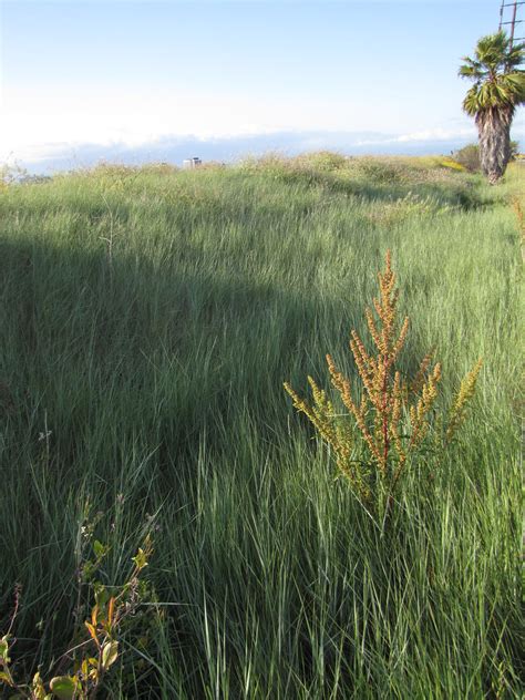 Roadside Of Creeping Wild Rye Stonebird Flickr