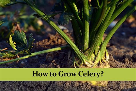 How To Grow Celery Comprehensive Guide Green Thumb Central