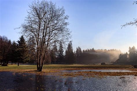 Creeping Fog Over Morning Park Stock Photo Image Of Meadow Light