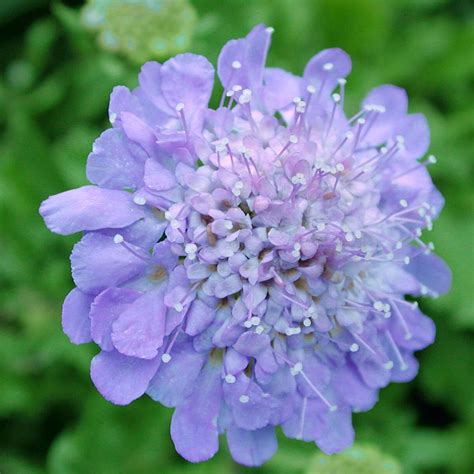 Scabiosa Butterfly Blue Pincushion Flower For Sale Rare Roots