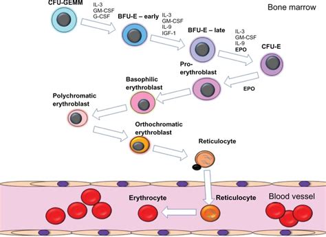 Schematic Diagram Of The Process Of Erythropoiesis The Various Stages