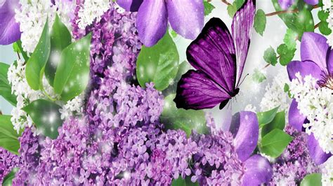 Cute Butterfly Wallpaper Purple Find Our Love