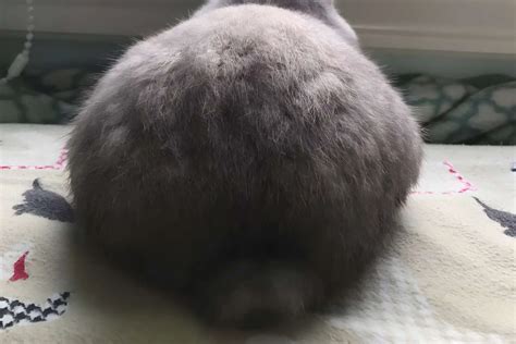 Why Do Rabbit Have Tails