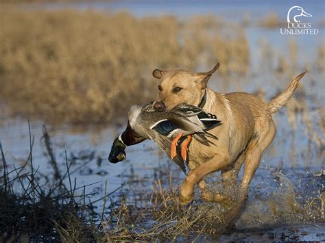 Duck Hunting Hd Wallpapers