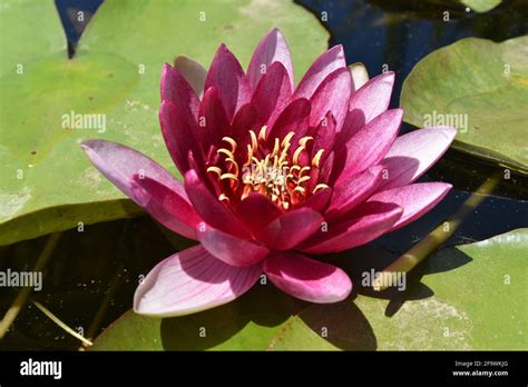 Hardy Water Lily Hi Res Stock Photography And Images Alamy