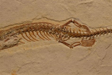 Scientists Discover Four Legged Snake Fossil