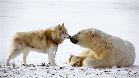 7 Adorable Animal Duos That Are Friends With Each Other When They Could