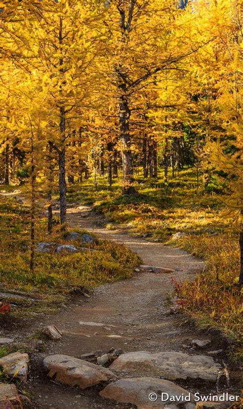 A Walk Through Larch Valley By David Swindler 500px Rockies Canada