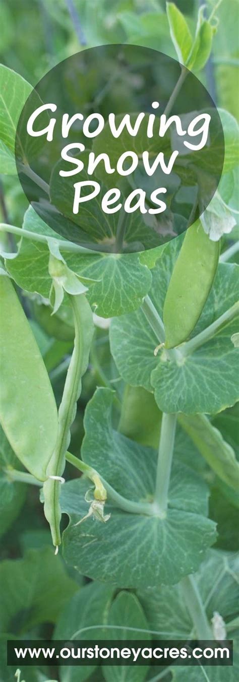 Growing Snow Peas In Your Backyard Garden Our Stoney Acres Growing