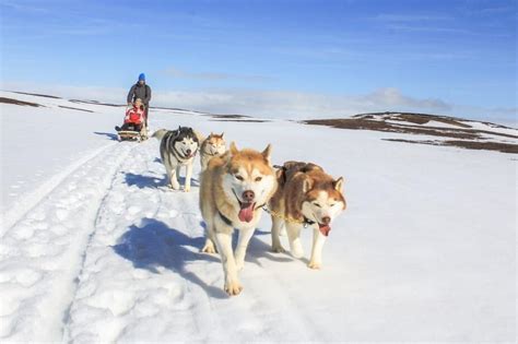 Dog Sledding Tours In Iceland Meet Our Lovely Dogs All The Year