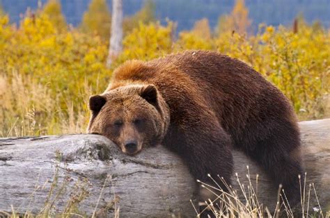 Lazy Grizzly Bear Wild Animals Pictures Bear Animals Wild