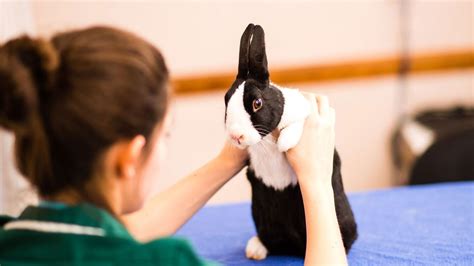 Rabbit Vaccines Information On The Correct Vaccines For Rabbits