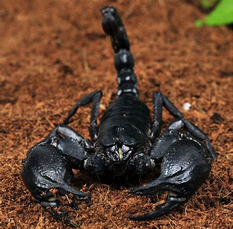 Animal Of The Day 6414 Asian Forest Scorpion Are Native To Asia