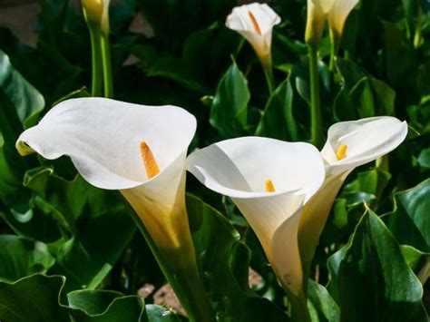 How To Care For Calla Lilies Detailed Gardeners Guide