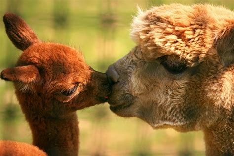 Animal Pictures 17 Adorable Pictures Of Animals Kissing Amazing