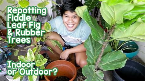 After pruning my rubber tree, the area where i pruned got mushy all the way to the main 4 trunk. Repotting Fiddle Leaf Fig and Rubber Trees + Care Tips ...