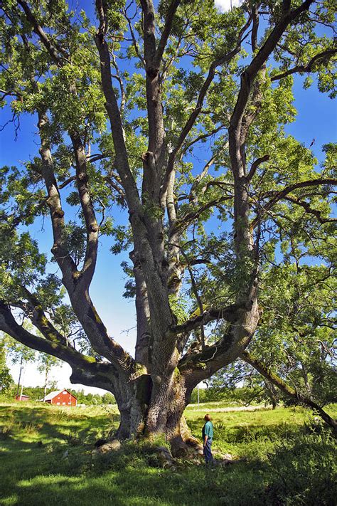 Ancient Ash Tree Fraxinus Excelsior Photograph By Bjorn Svensson