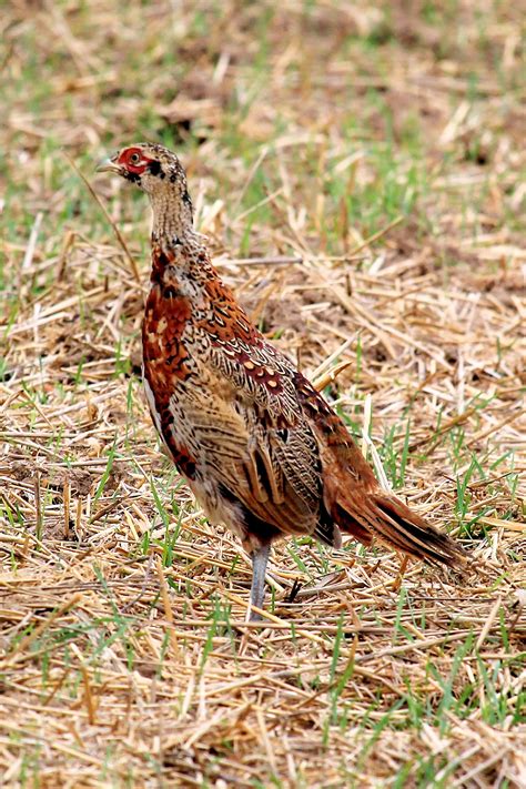 Free Images Bird Prairie Wildlife Beak Fauna Poultry Hen