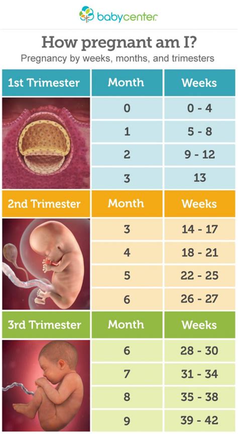 Pregnancy Trimesters Weeks Chart Calendar Template 2023