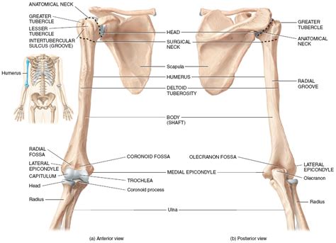 The Humerus Anatomy Of The Humerus Anatomy Medicine Com