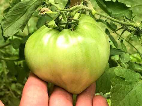 Pink Oxheart Heirloom Tomato Seeds Etsy
