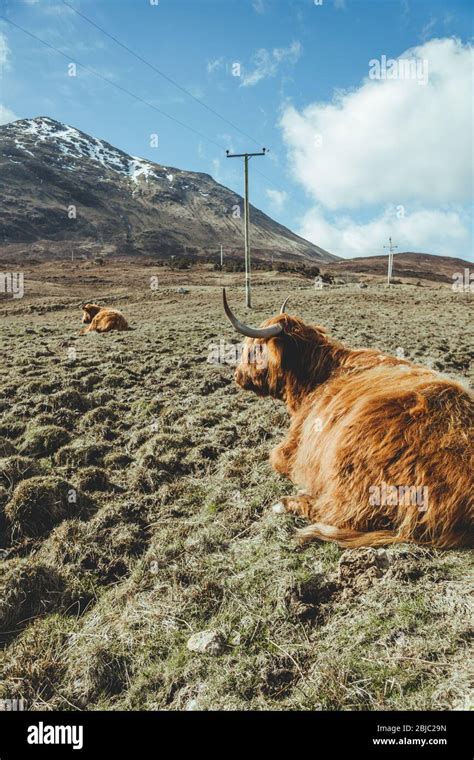 Highland Cattle Laying In A Field A Scottish Breed Of Rustic Cattle