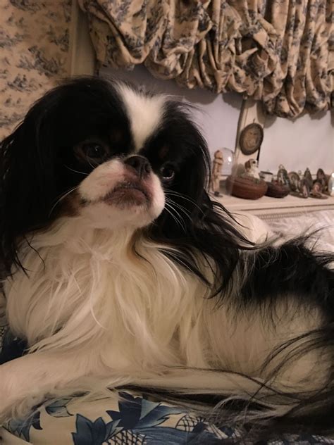 Pin By Alissa Greenberg On My Japanese Chin Cute Baby Animals
